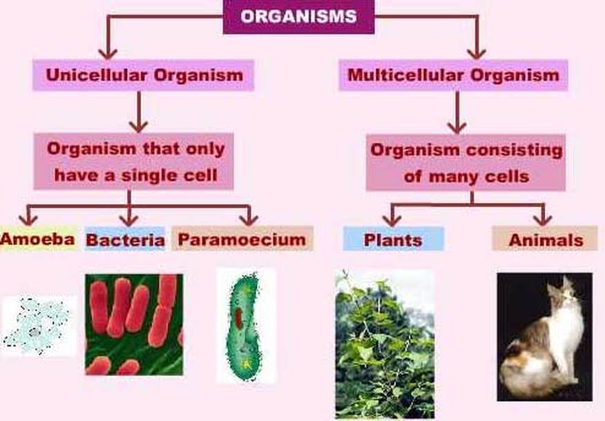 Are plants unicellular or multicellular information
